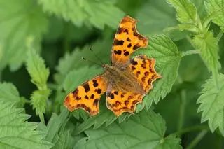 Un joli papillon virgule, Polygonia c-album, posé sur une plante d'ortie piquante GettyImages-1331639172