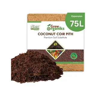 Arbre à argent dans une pièce peinte en vert