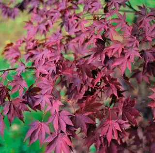 acer palmatum resplandor de fuego