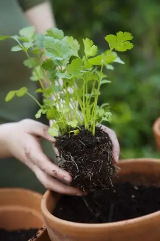 Cómo cultivar cilantro - plantar