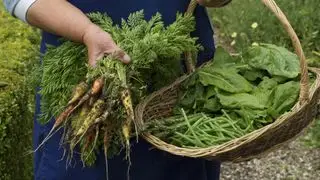 Cómo cultivar zanahorias de variedades mixtas recogidas con otras verduras.