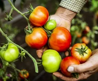 Červená a zelená rajčata společně na rostlině
