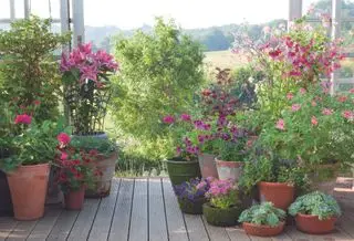 idées de plantation de terrasse