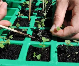 les semis de chou-rave sont éclaircis avant la mise en pot