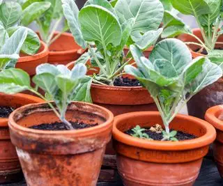 plantes de chou-rave poussant dans des pots en terre cuite avant d'être mises en pot
