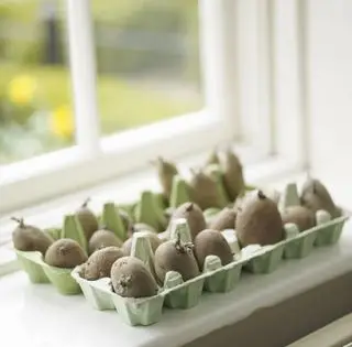 Comment faire pousser des pommes de terre en sac – tout ce que vous devez savoir