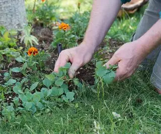Sådan dræber du ukrudt og ikke planter - hold blomster og buske sikre med disse eksperttips