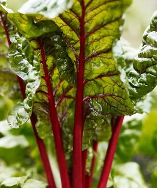 עלווה של סלט