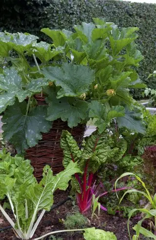 מנגולד קשת בענן ו