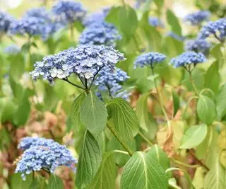 הידראנגאה עם עלים צונחים