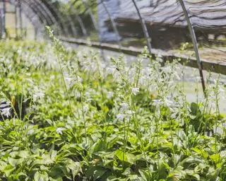 Jardin tropical avec hostas