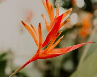 Jardin tropical avec canna