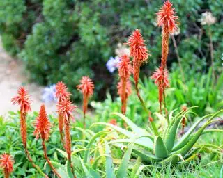 Idées de jardins tropicaux – 10 conseils pour transformer votre jardin en une oasis de couleurs et de mouvement