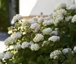 Annabelle hortensia plantet i skygge