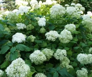 Annabelle hortensia busk med hvide blomster