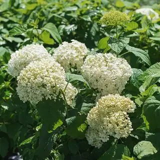 Annabelle Hydrangea Bush