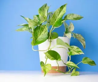Pourquoi mon pothos se flétrit-il ? Conseils rapides pour raviver votre plante d’intérieur tombante