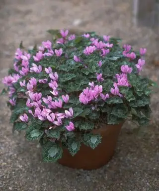 Meilleures-fleurs-d-hiver-à-planter-Cyclamen-Carole-Barrow