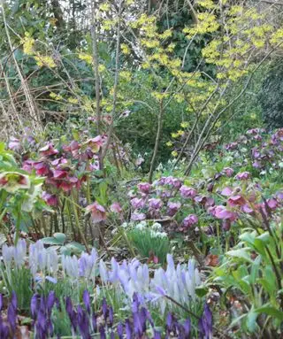 Idées de jardins d'hiver – plantation par zones