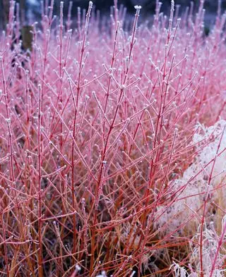 Cornouiller Cornus Midwinter Fire couvert de givre