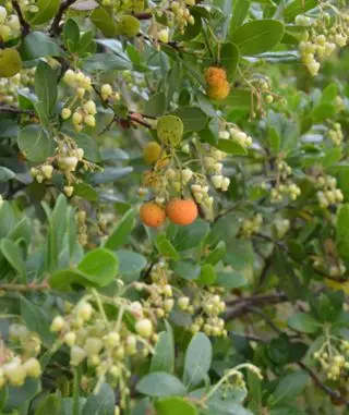 Idées de jardins d’hiver – conifères