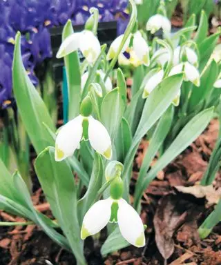 Idées de jardin d'hiver - perce-neige