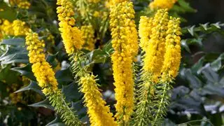 Idées de jardins d'hiver - Mahonia