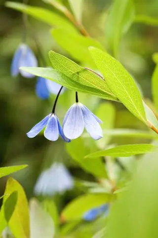 Vždyzelené popínavé rastliny - Sollya heterophylla