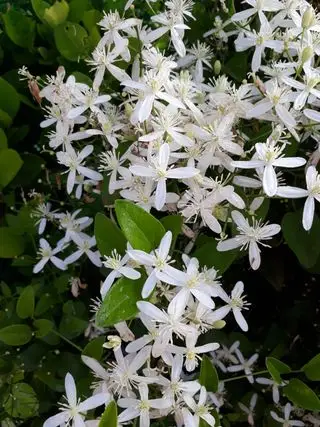 Clematis armandii - najlepšie vždyzelené popínavé rastliny