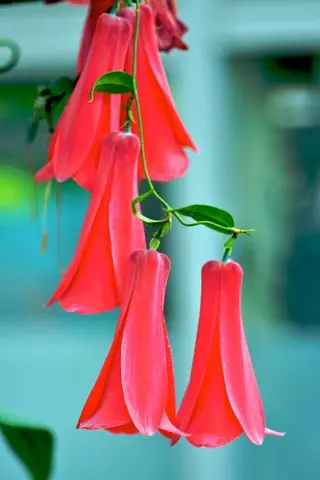 Lapageria rosea – vždyzelené popínavky