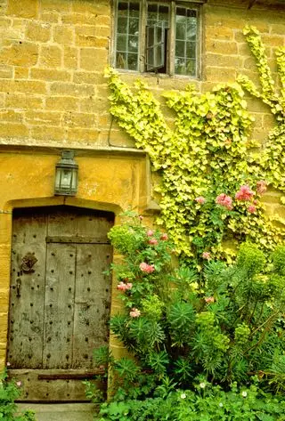 Ivy ako najlepší vždyzelený horolezec