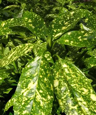 arbustes d'ombre aucuba japonica crotonifolia