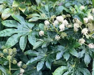 fatsia japonica arbuste dans un jardin ombragé