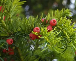 Identification-des-arbres-britanniques-English-Yew-2-The-Woodland-Trust