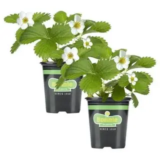 Bonnie Plants Strawberry, Plant Live, 19.3 Oz. (2-Pack)