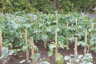 Wie man Brokkolipflanzen in einem Gemüsebeet anbaut