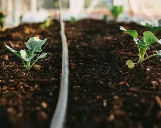 Natürliche bewässerte Brokkolipflanzen im Gemüsegarten