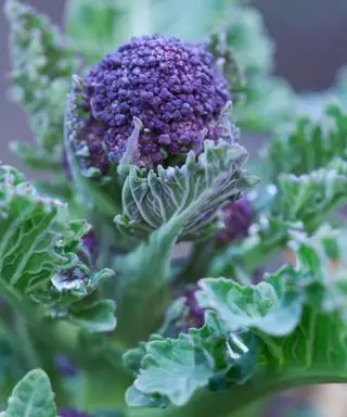 Lila sprießender Brokkoli