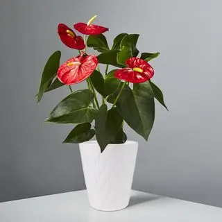 Anthurium su Plants.com