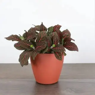 Fittonia rossa di Walmart