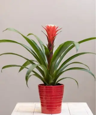 Bromelia rossa