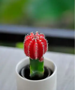 Cactus della luna rossa