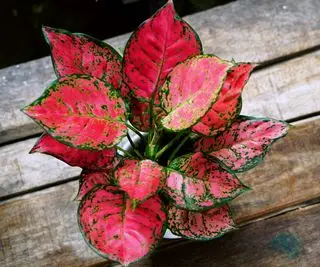 Aglaonema