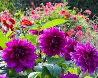 Dahlia 'Thomas Edison