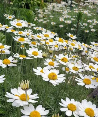 marguerite comme les fleurs d'Anthemis 'Tetworth