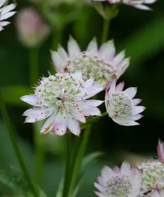 fleurs d'astrantia