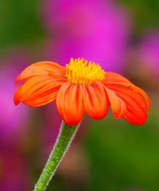 fleur de Tithonia rotundiflora