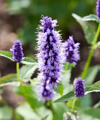 fleurs violettes d'agastache vipère noire