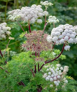 Fleurs de Selinum wallichianum