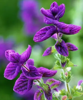 salvia bleu lundi
